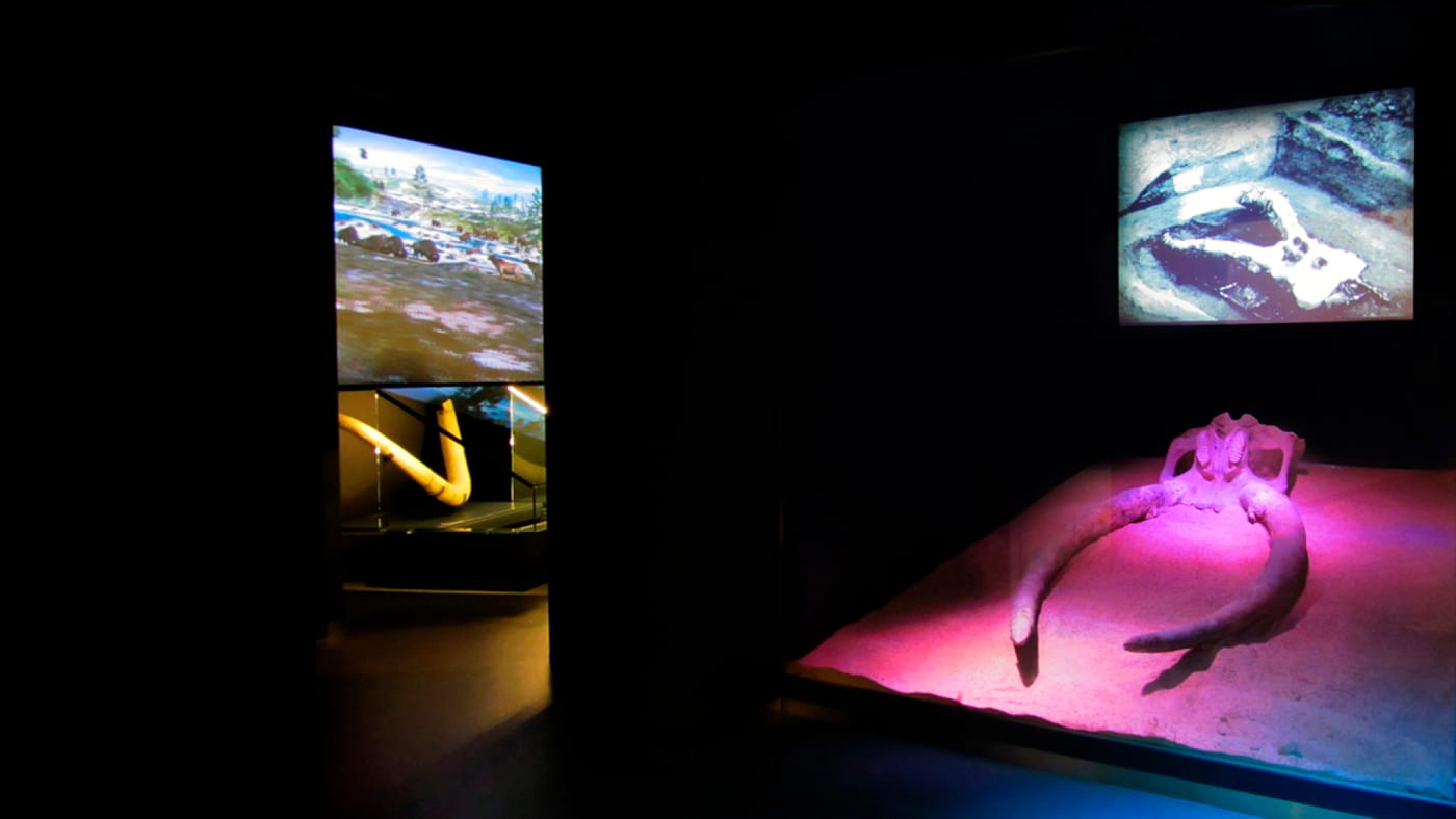 Sala fósiles iluminación